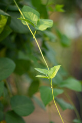 The white, pink, or purple flowers Phaseolus vulgaris are about 1 cm long and have 10 stamens. The flowers Phaseolus vulgaris are self-pollinating