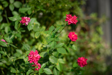 Roses are a symbol of pure love of youth, everyone has the blood of love flowing through their bodies, Everything you want is on the other side of fear