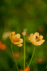 Sulfur cosmos,Cosmos bipinnatus,Cosmos or Yellow Cosmos and green leaf is background, Cosmos sulphureus is also known as sulfur cosmos and yellow cosmos. Beautiful flower with orange color,