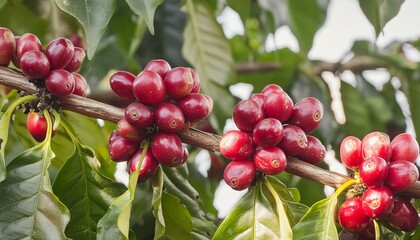 Coffee cherries on tree branch with red ripe fruits
