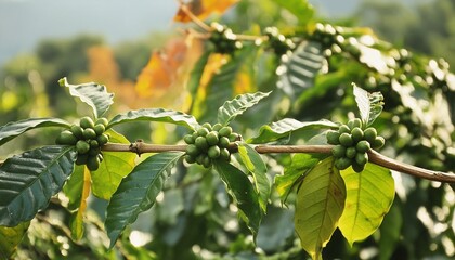 Coffee plant branch with green coffee bean pods