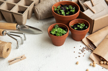 Fototapeta na wymiar Pots with various vegetables seedlings.
