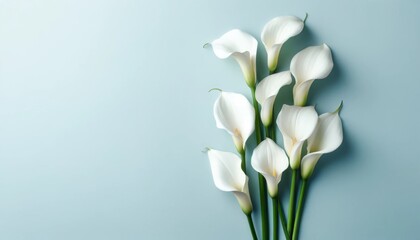 Elegant white calla lily on blue pastel background, Floral flat lay for design with copy space.