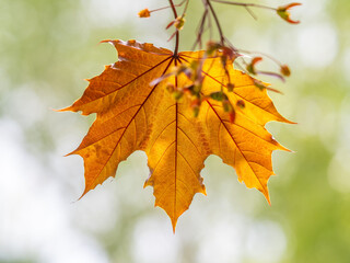 Tree branch with dark red leaves, Acer platanoides, the Norway maple Crimson King. Red Maple acutifoliate Crimson King, young plant with green background.