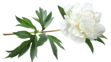 Isolated white peony flower with stem leaves and working path preserved