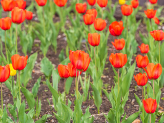 Colorful red tulips blossom in spring garden