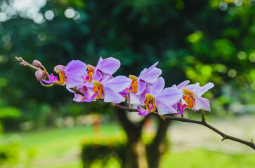 pink and white flowers