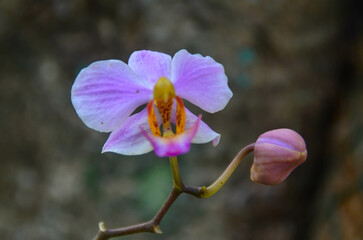 orchid