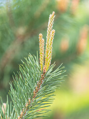 Green small pine trees with fresh shoots in spring or summer