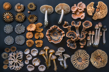 An image of a meticulously arranged set of fungal spore prints on a dark background, showcasing the diversity and beauty of fungal reproduction structures.