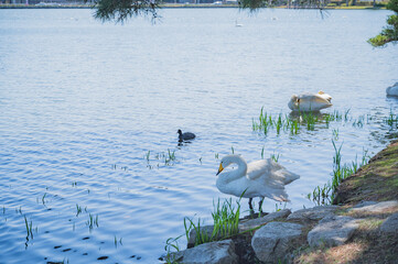 茨城　大塚池の白鳥