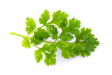 Coriander leaf isolated on a white background.