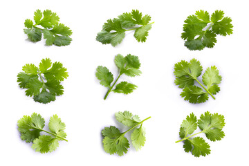 Coriander leaf isolated on a white background.
