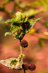 Hyptis is a genus of flowering plants from the Lamiceae family