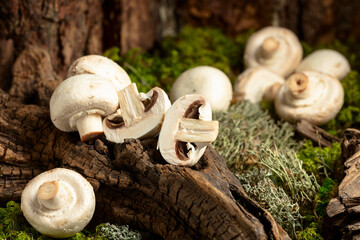 White champignons on a snag in a moss forest.