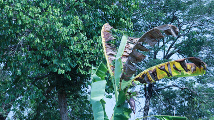 Banana leaves dry in the sunlight on the tree. Banana leaves scorched by the hot sun in the garden...