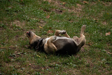 Fototapeta premium Dachshund playing in the grass.