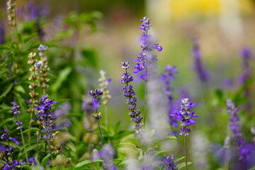Obraz premium Close-up of salvia flowers blooming in the garden