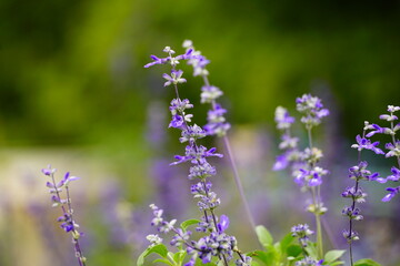 Close-up of salvia flowers blooming in the garden - obrazy, fototapety, plakaty