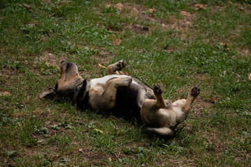 Dog playing in the grass.