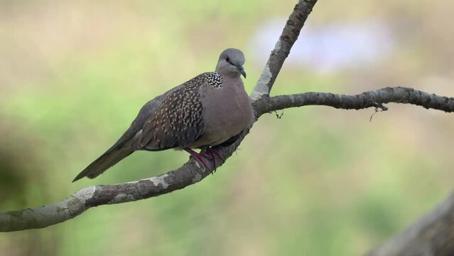 A spotted dove perched on a branch swaying in the breeze.