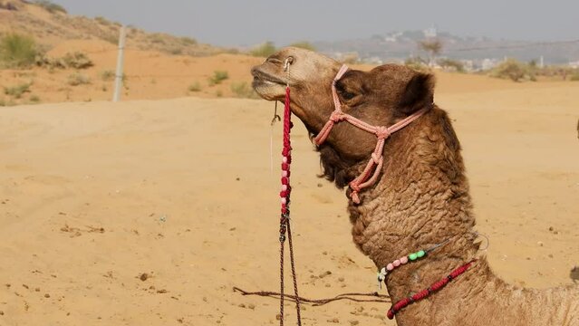pet camel chewing action at desert at day from flat angle