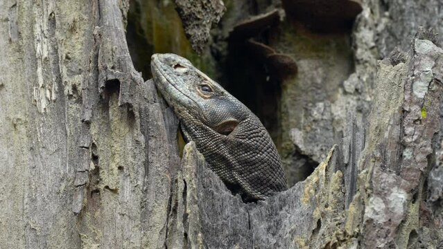 An Indian monitor lizard resting on a hole in a dead tree.