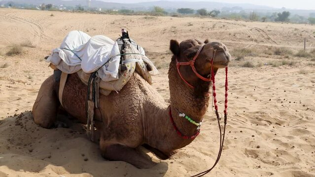 pet camel with traditional sitting cart at desert at day from different angle