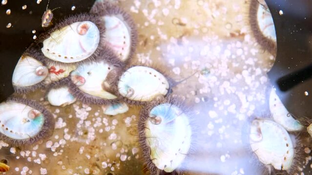 Tiny abalone spat crawl around bottom of tank on abalone farm, aquaculture