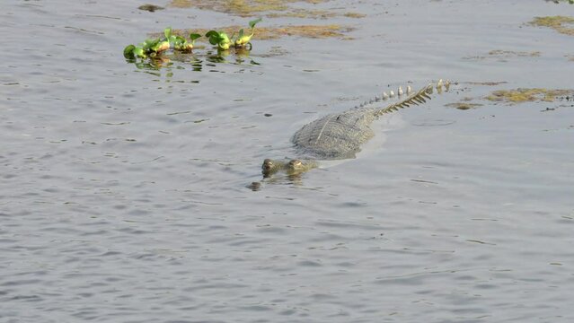 A gharial crocodile half submerged in a river.