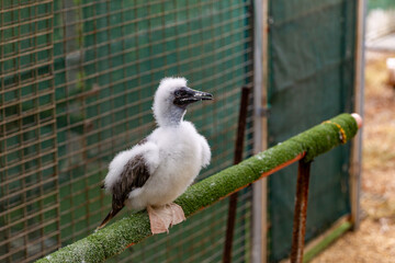 brown booby chick white feathers seabird