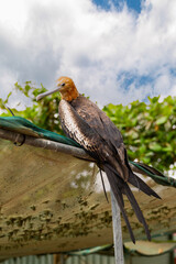 frigatebird looking brown feather large brown seabird