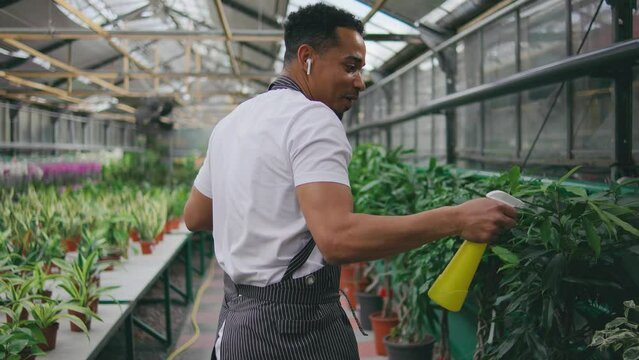 A young guy, a Greenhouse worker, dances to music on headphones and waters flowers. Guy having fun at his job