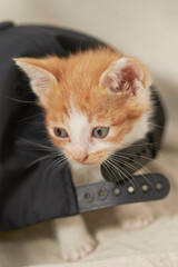 baby cat on the sofa	