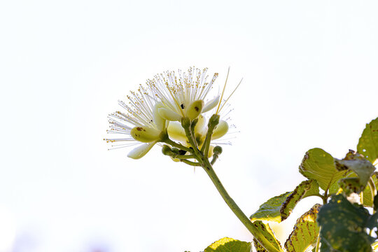 Pekea Nut Flower