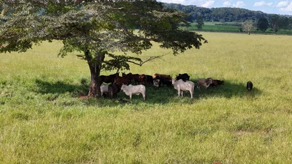 Foto op Plexiglas cows and horses in a field taking refuge from the afternoon sun in the shade of a tree © ViniSouza128