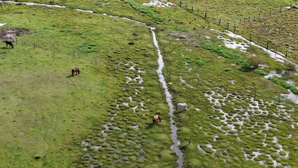 horses in a field pasture area