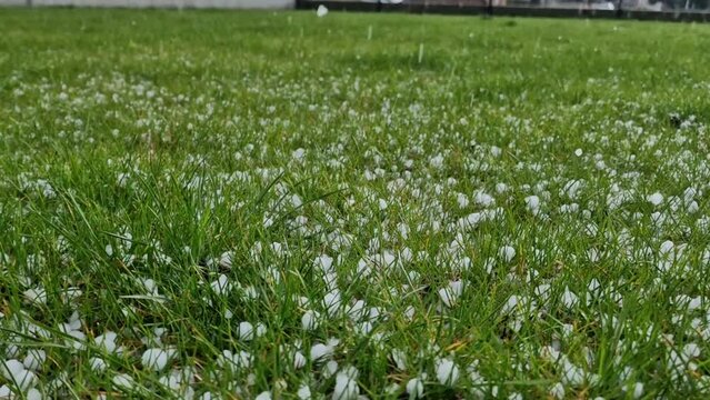 Large, heavy hail falling on green, lawn grass, ground full of ice balls