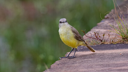 Adult Cattle Tyrant Bird