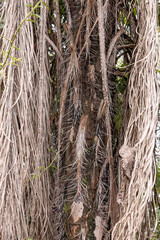 Macaw Palm Tree