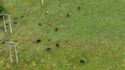 cattle grazing in a field