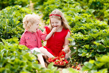 Kids pick strawberry on berry field in summer - 793604390