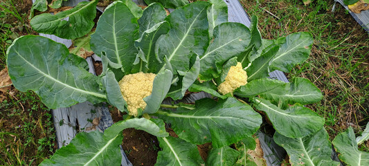 fresh cauliflower with green leaves in farmland field