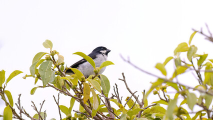 Lined Seedeater Bird