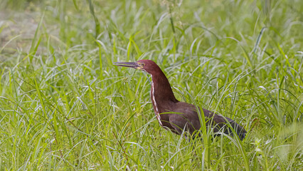 Rufescent Tiger Heron Animal