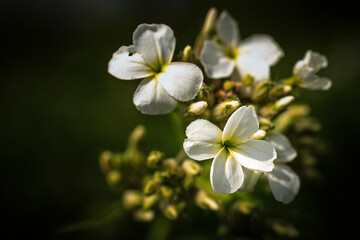 White flower of Hesperis matronalis plant