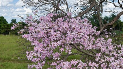 Silk Floss Tree