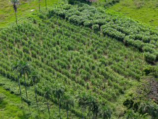 Fototapeta na wymiar field sugar cane cultivation