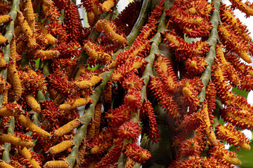 flowers of the buriti palm tree