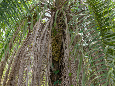 Macaw Palm Fruits
